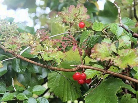 Seeding Ireland’s future biodiversity