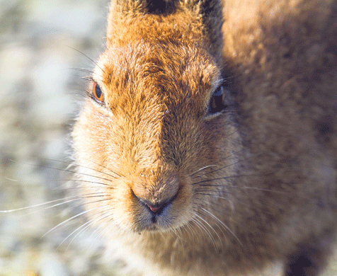 In 17th century West Cork, it was believed that eating hare meat would enhance ones beauty. 