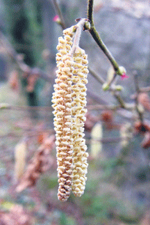 At this time of the year, hazel bushes are adorned with dancing catkins.