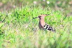 Hoopoe