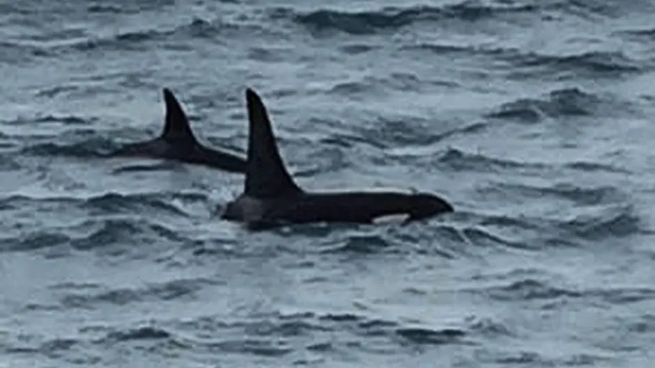 Killer whales spotted off Baltimore Image