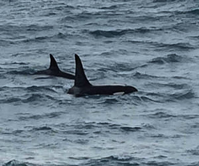 Killer whales spotted off Baltimore Image