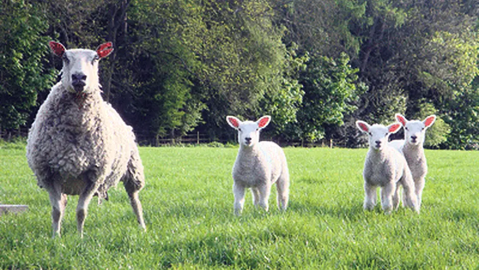 Risks of infection to livestock Image