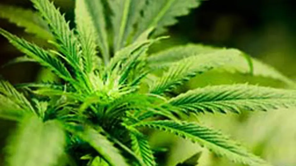 Drugs with a street value of 500000 seized in Terelton Image
