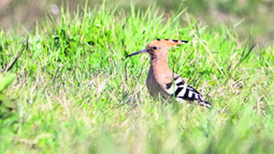 Warm weather brings the exotic Hoopoe with it Image