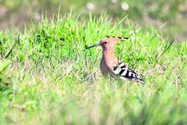 Warm weather brings the exotic Hoopoe with it Image