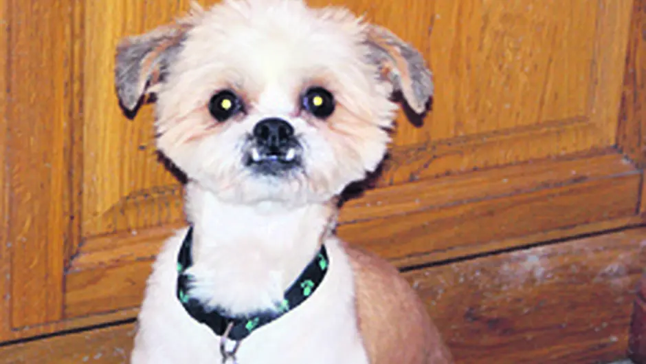 Gus is in happy valley after finding his forever home Image