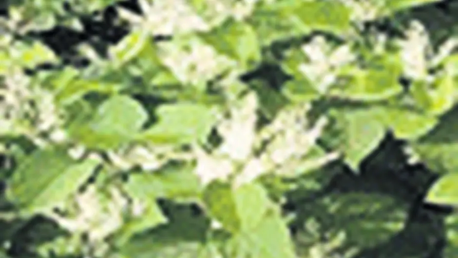 Knotweed halts Schull road repairs for three years Image