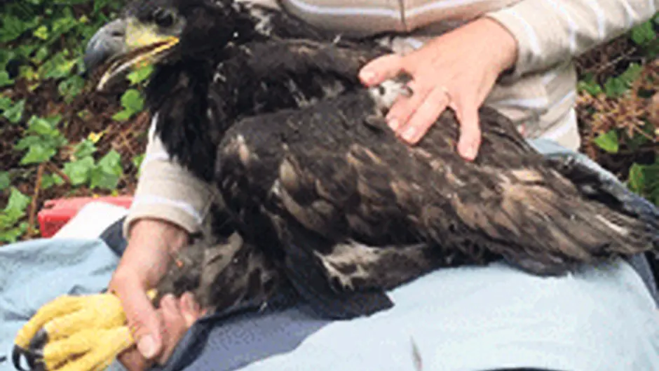 Cork born male eagle is fitted with satellite tag Image