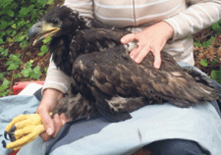 Cork born male eagle is fitted with satellite tag Image