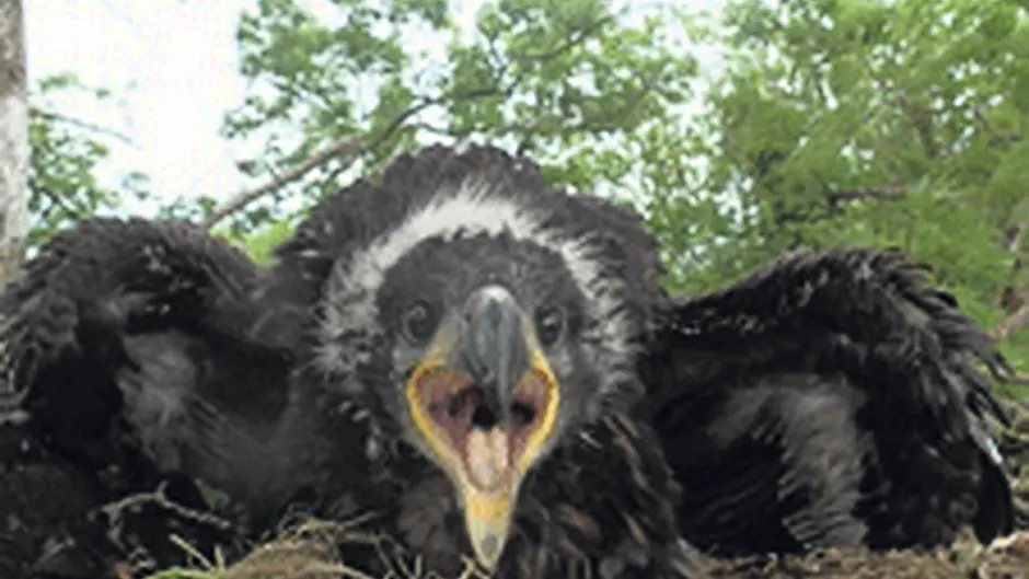 Hopes are high for Corks first white tailed eagle in century Image