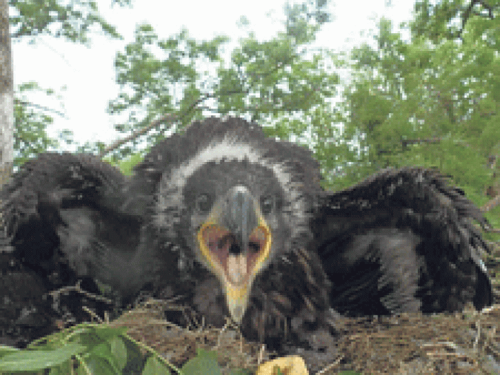 Hopes are high for Corks first white tailed eagle in century Image