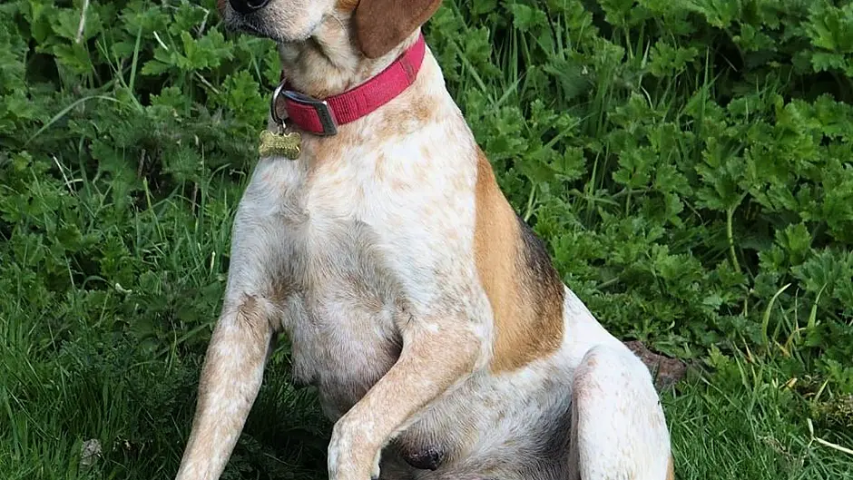Search continues for missing hound Image