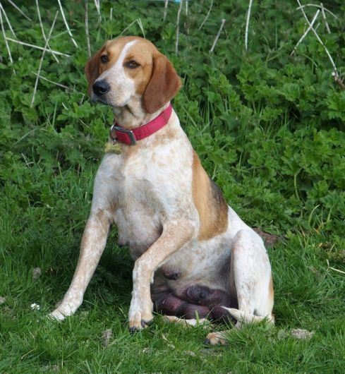 Search continues for missing hound Image