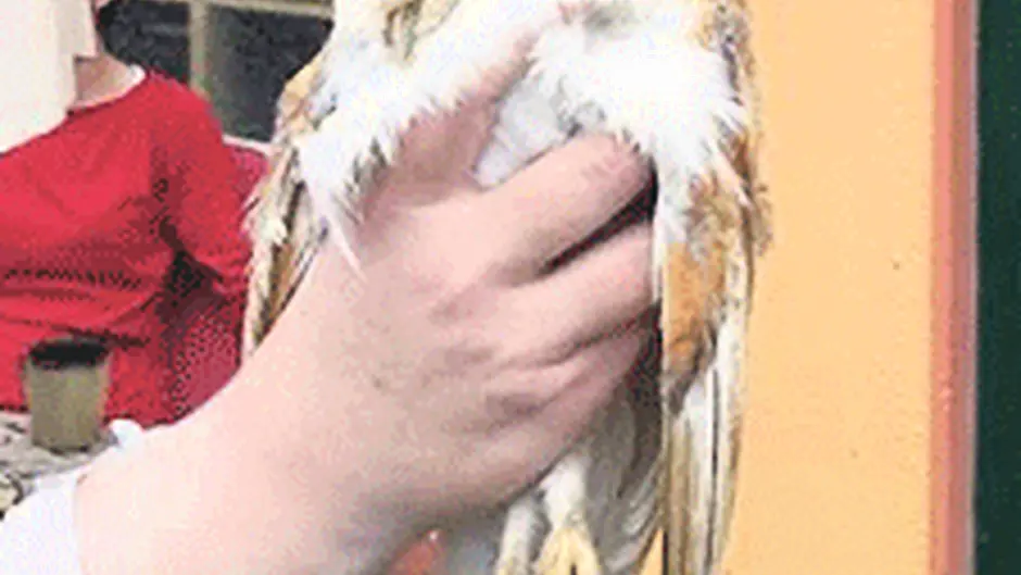 Double tragedy of injured barn owls that didnt make it Image