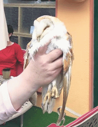 Double tragedy of injured barn owls that didnt make it Image