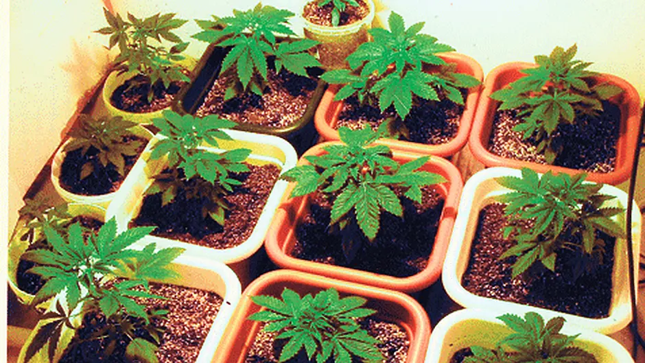 Local knowledge is the key in ongoing fight against drugs Image