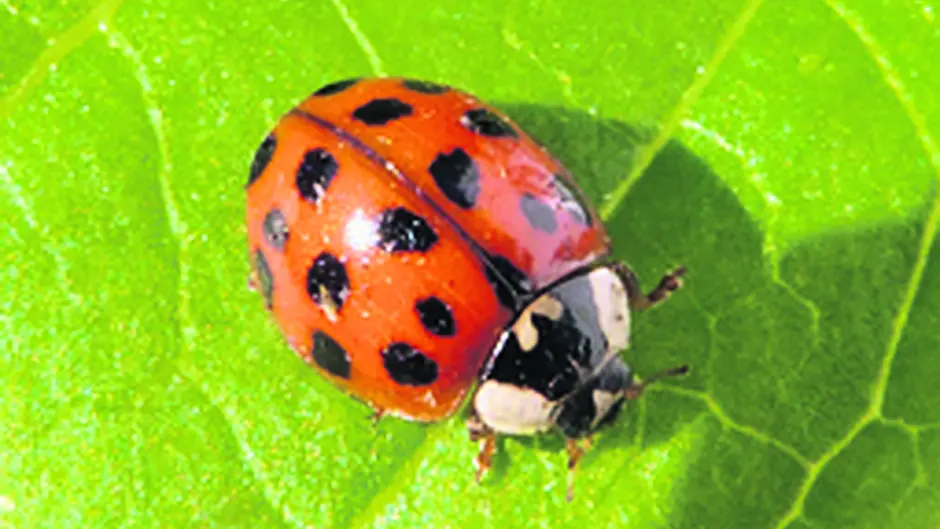 Help scientists find out how the Harlequin ladybird has spread Image