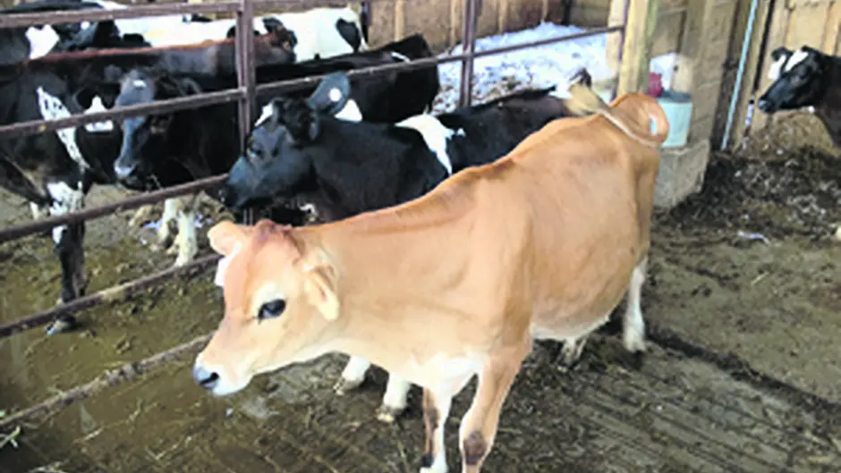Frontline farming Image
