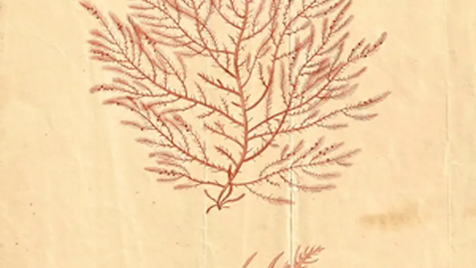 Festival pays tribute to first lady botanist Image