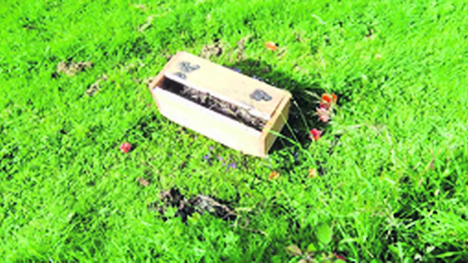 Ballydehob flower boxes ripped from bridge Image
