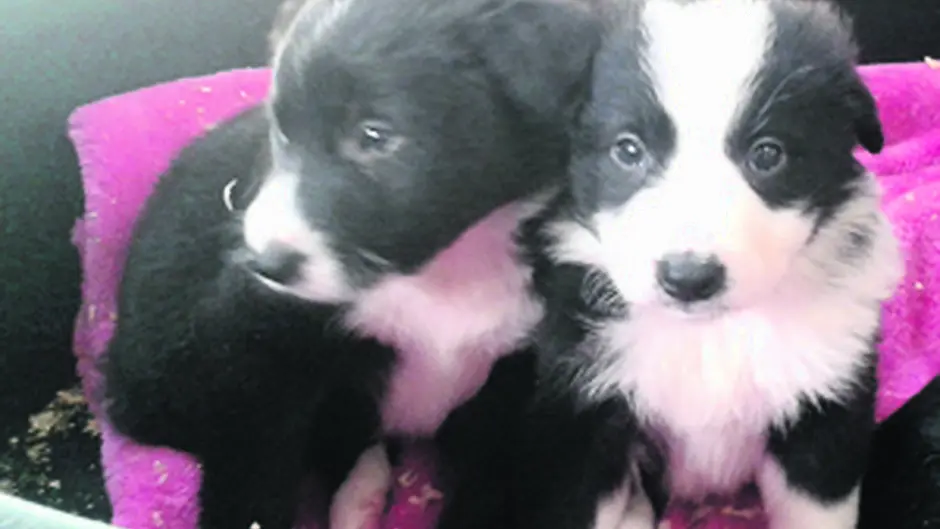 Pet rescue centre has reached capacity Image