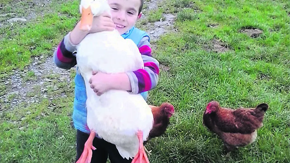 Dogs ducks and more for animals blessing in Beara Image
