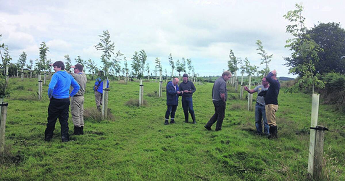 Local Farmers Have A Growing Interest In Agroforestry | Southern Star