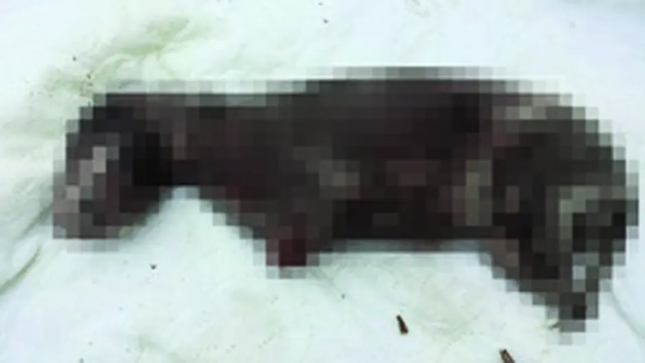 Horror attack on puppy shocks Skibbereen Image
