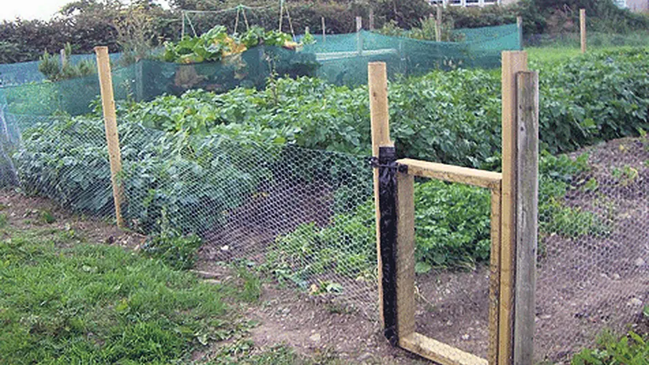 Grow your own course at Bandon Allotments Image