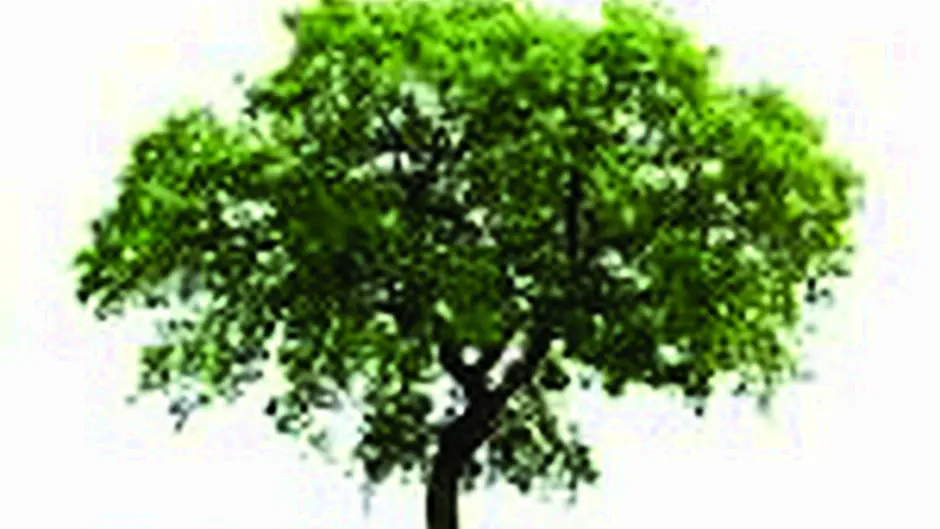 Tree lovers branching out with forest plan Image