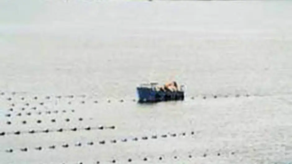 Cork shellfish producers in severe crisis as crop is lost Image