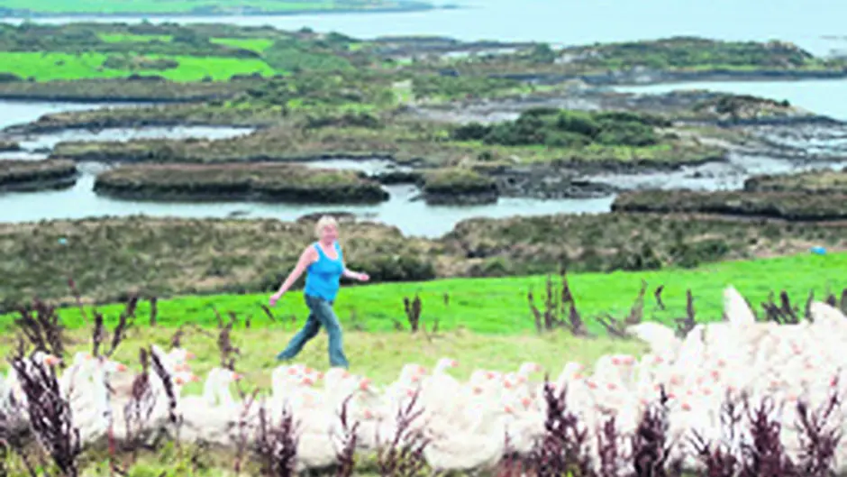 Ballydehob duck farm is ready to expand and add jobs Image