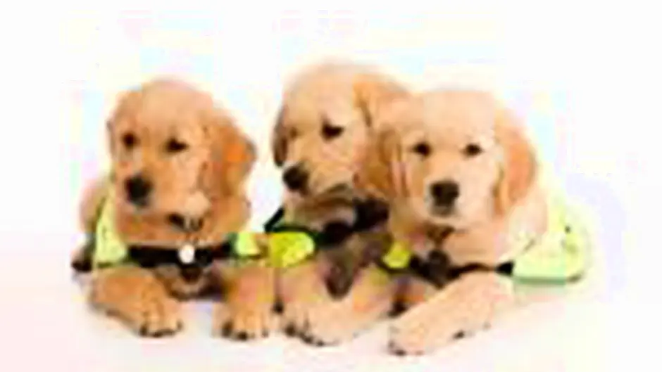 Puppy walkers are needed Image