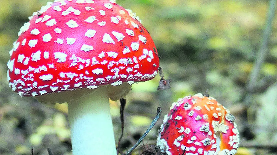 Mushrooms and other fungi Image