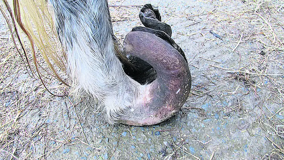 ISPCA seize ponies on West Cork lands Image