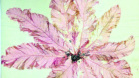 New discoveries about botanist Ellen Hutchins will be revealed in memoirs Image