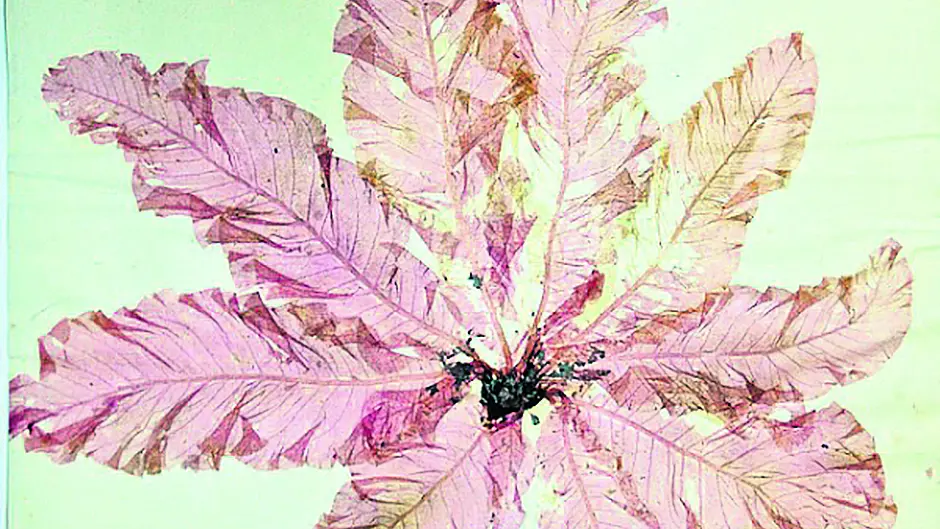New discoveries about botanist Ellen Hutchins will be revealed in memoirs Image