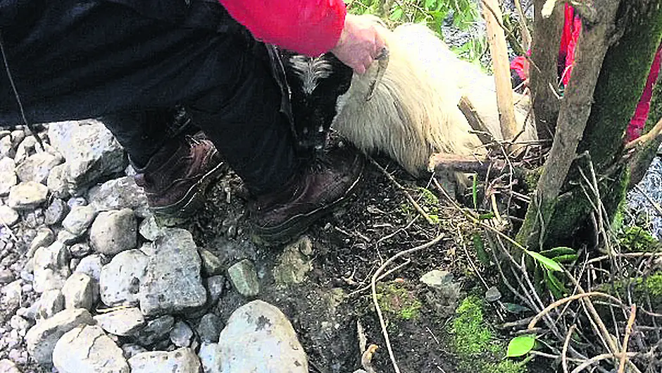 Ram rescued by walking group in Skibb Image