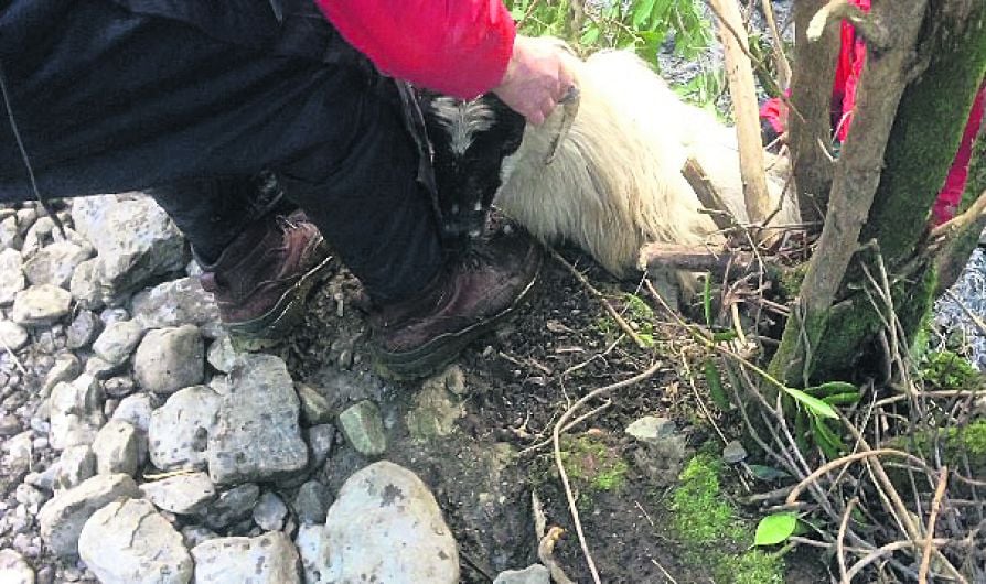 Ram rescued by walking group in Skibb Image