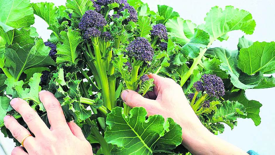 An important month for veg Image