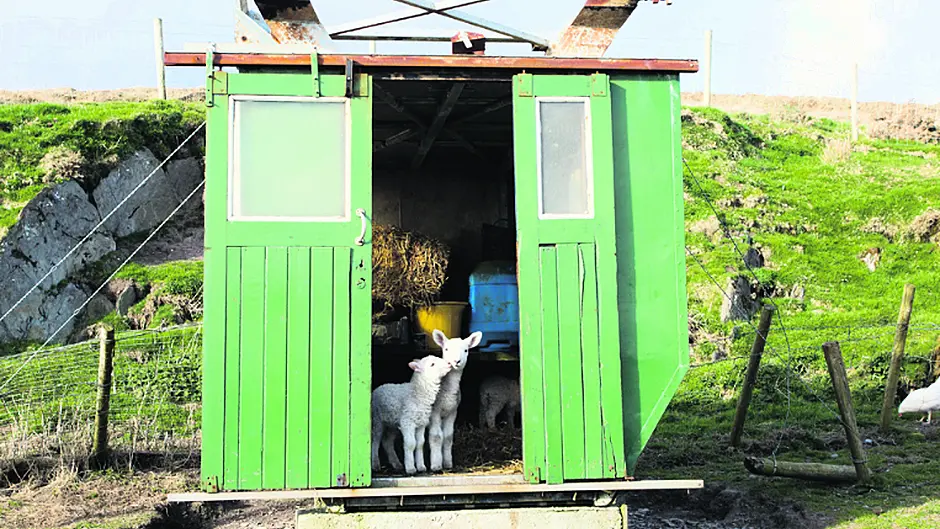 Wool you look at this? Not a baaa-d place to shleep .… Image