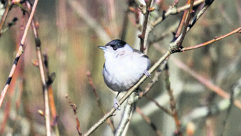 Easily identified, for a warbler Image