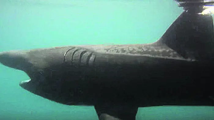Sharks are basking in our summer sun Image