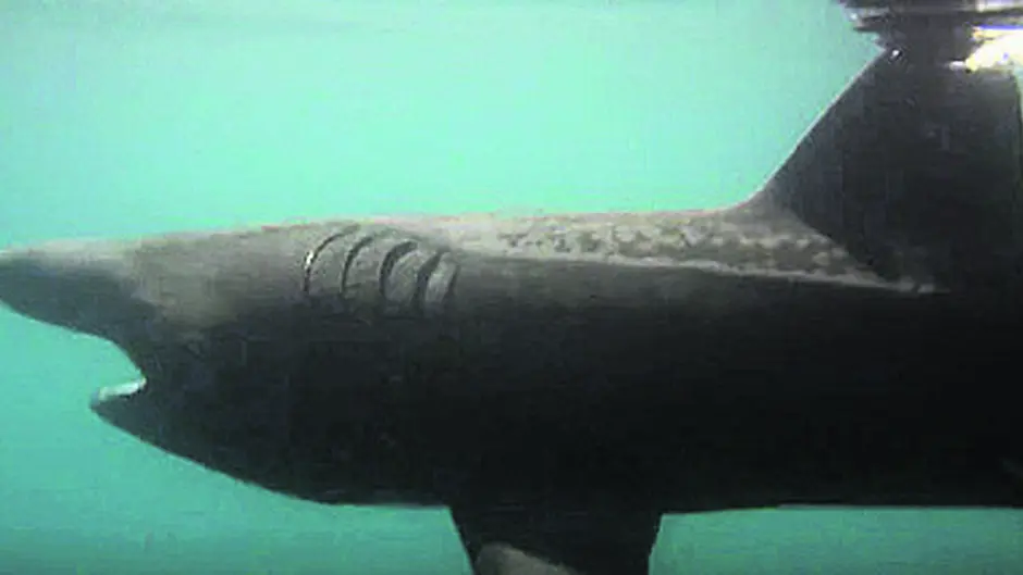 Sharks are basking in our summer sun Image