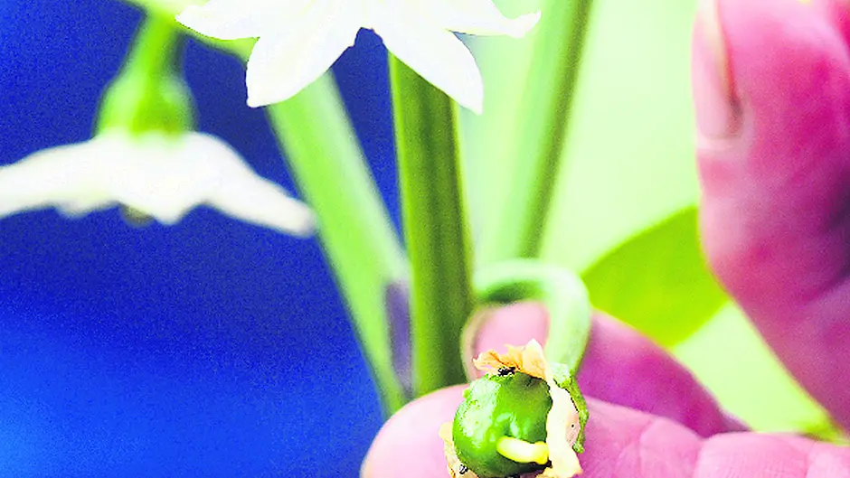 Many plants have reached full potential Image