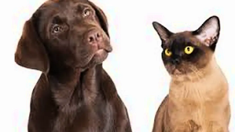 Dealing with worms in your animals Image