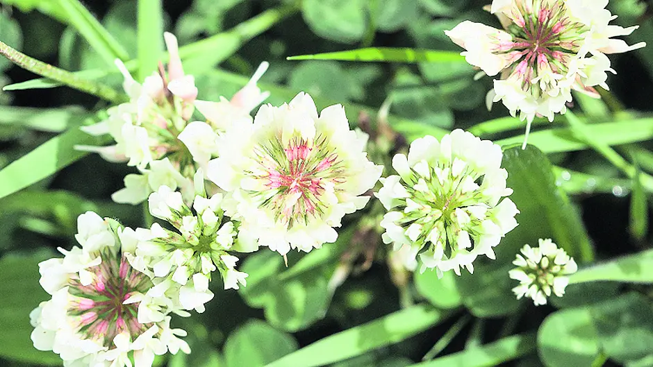 Clover has numerous benefits Image