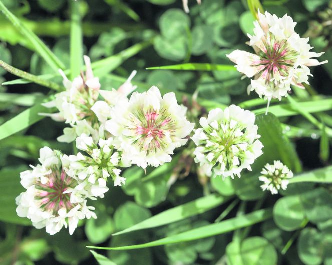 Clover has numerous benefits Image