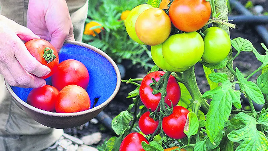 August gardens offer a fantastic variety of vegetables Image